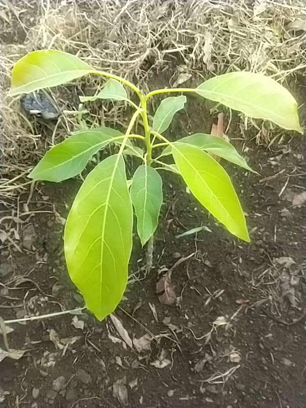 tree image
