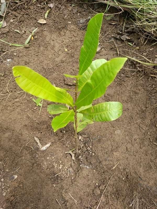 tree image