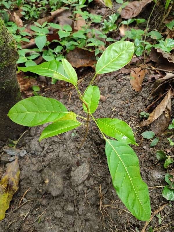 tree image