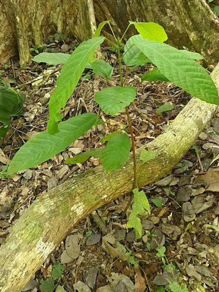 tree image