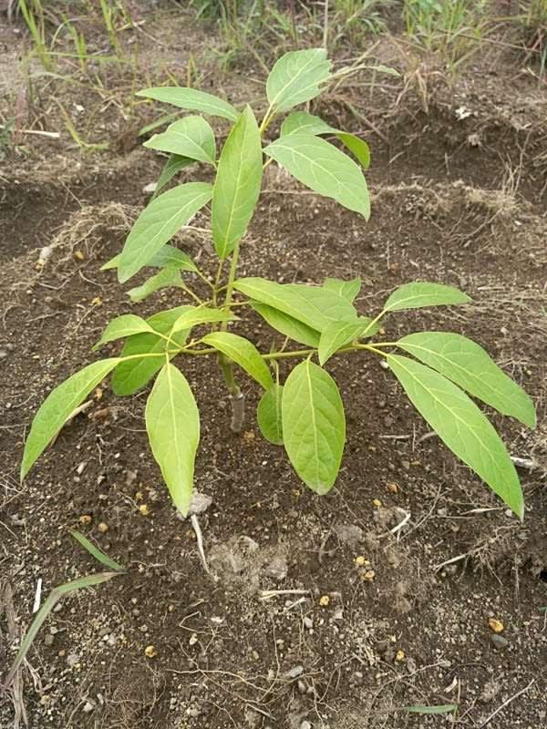 tree image