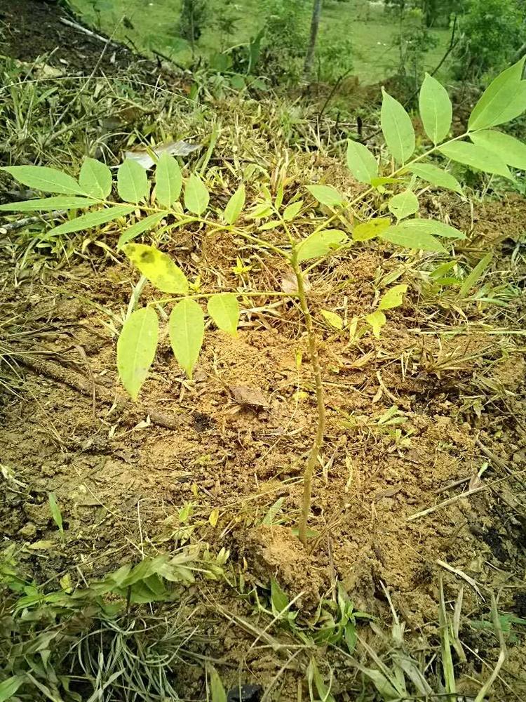 tree image