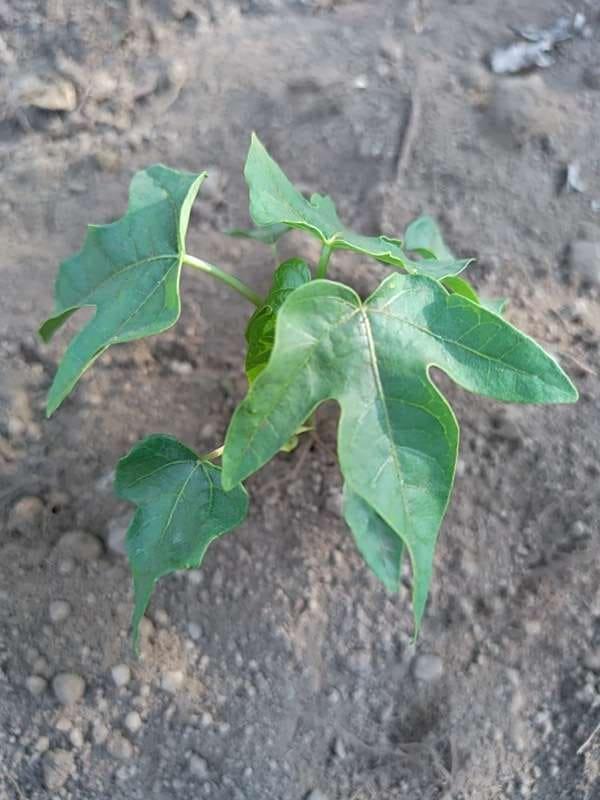 tree image