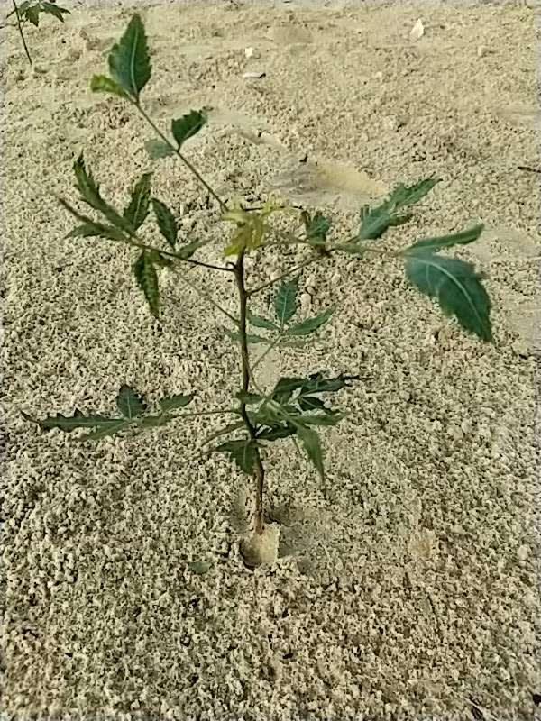 tree image
