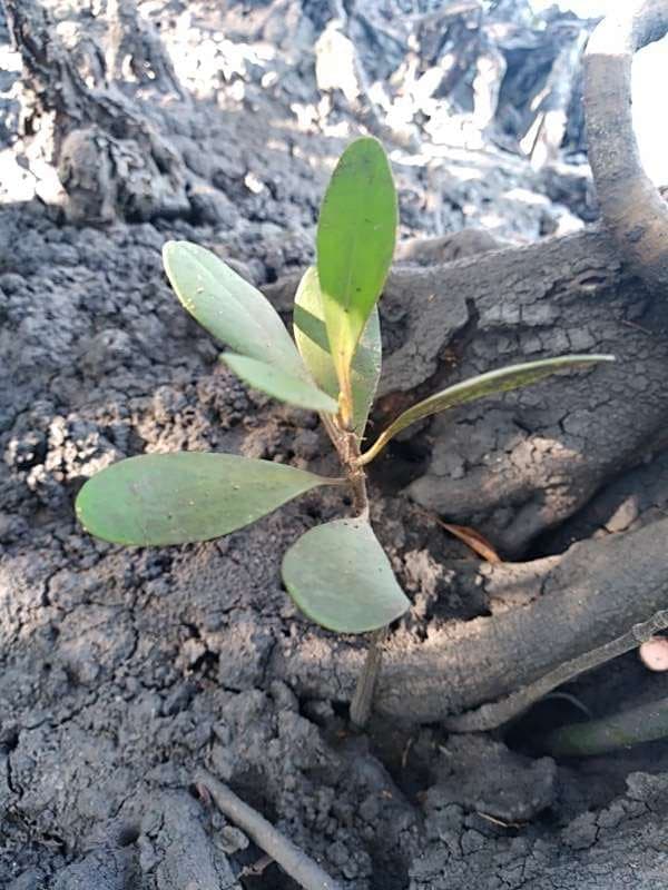 tree image