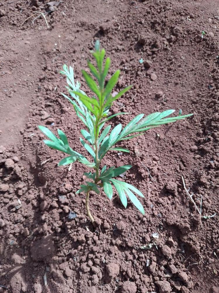 tree image