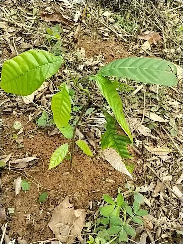 tree image