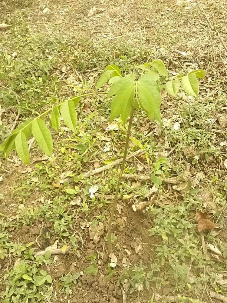 tree image