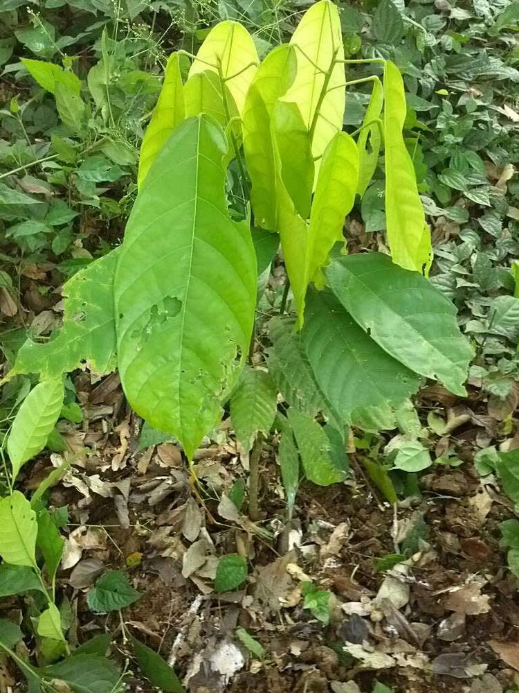 tree image