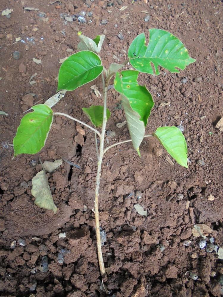 tree image