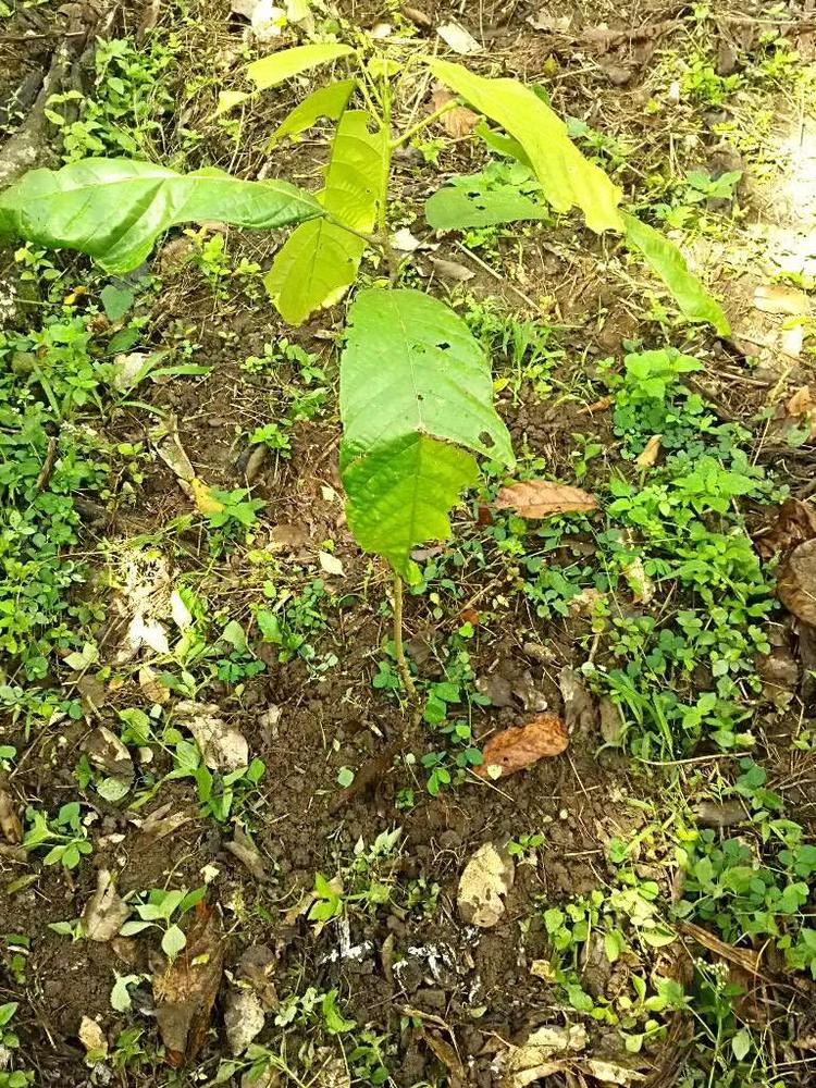 tree image