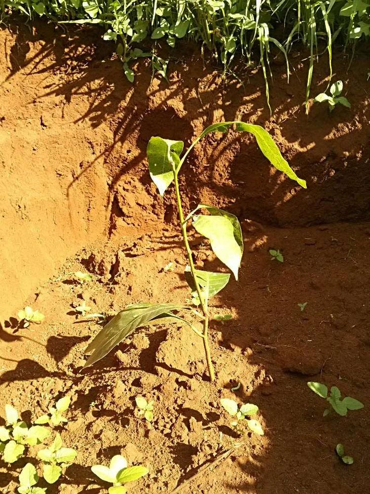 tree image