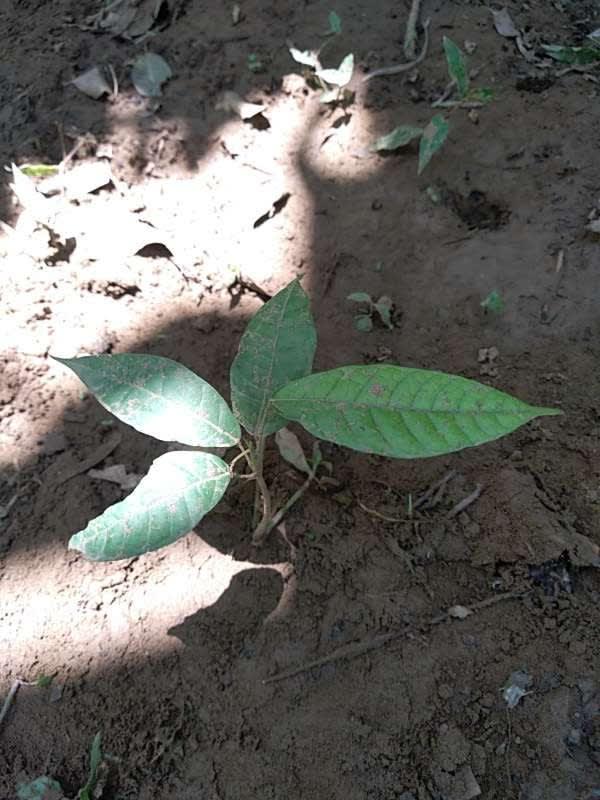 tree image