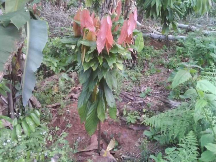 tree image