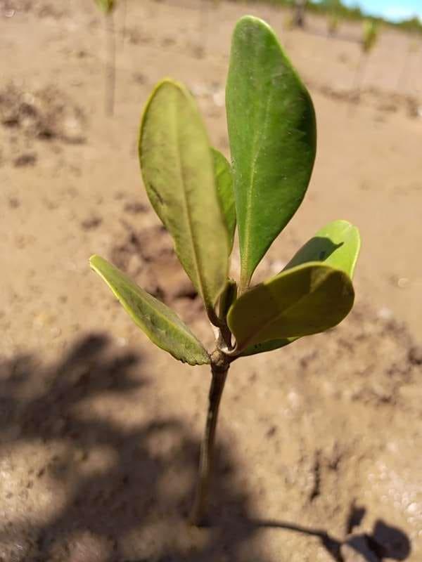 tree image