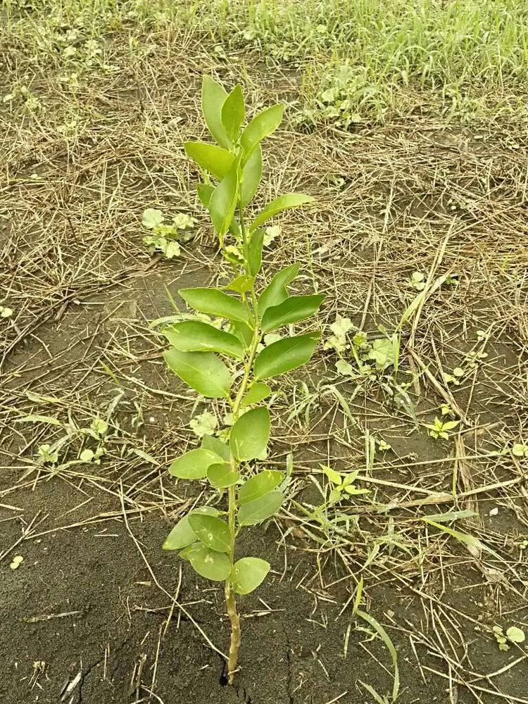 tree image
