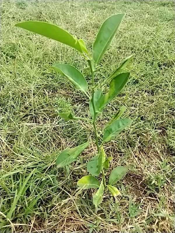 tree image