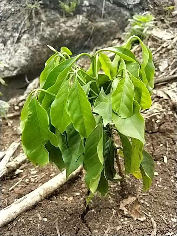 tree image