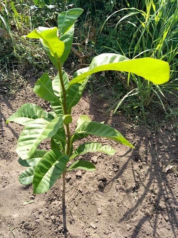 tree image