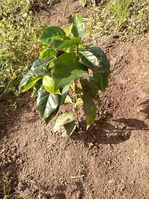 tree image