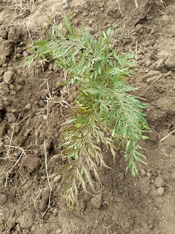 tree image