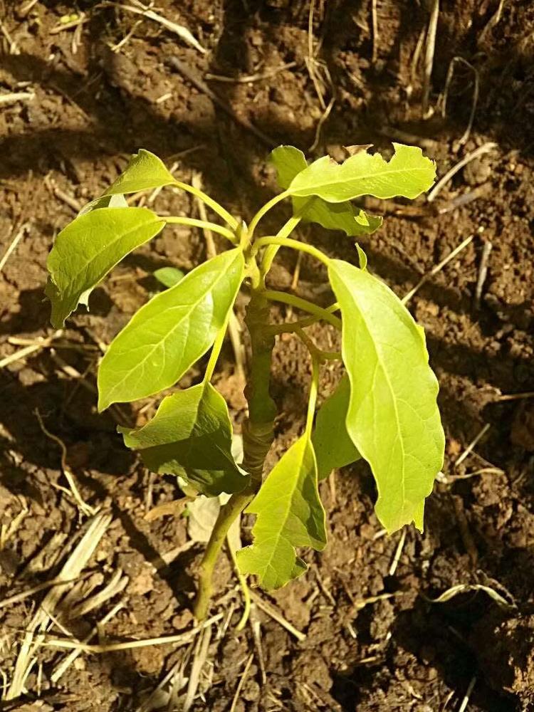 tree image