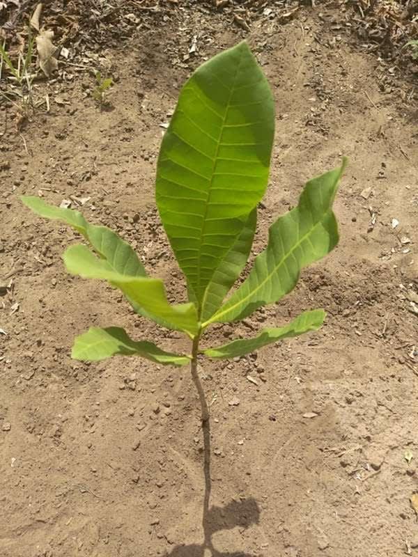 tree image