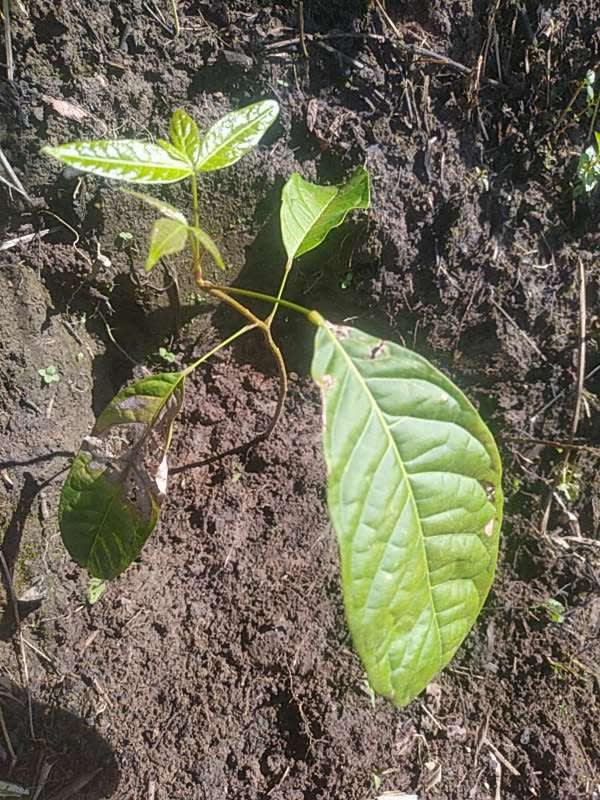 tree image