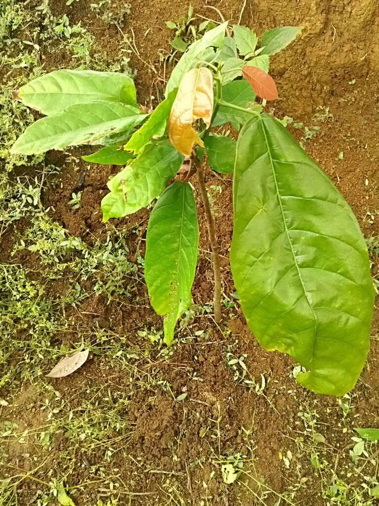tree image