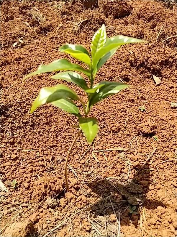 tree image