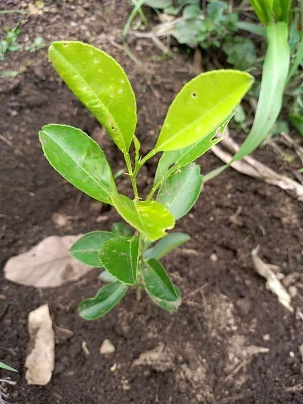 tree image