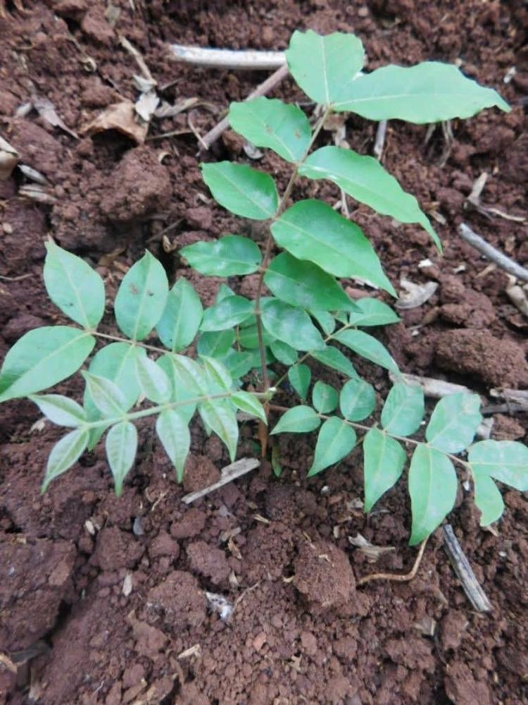 tree image