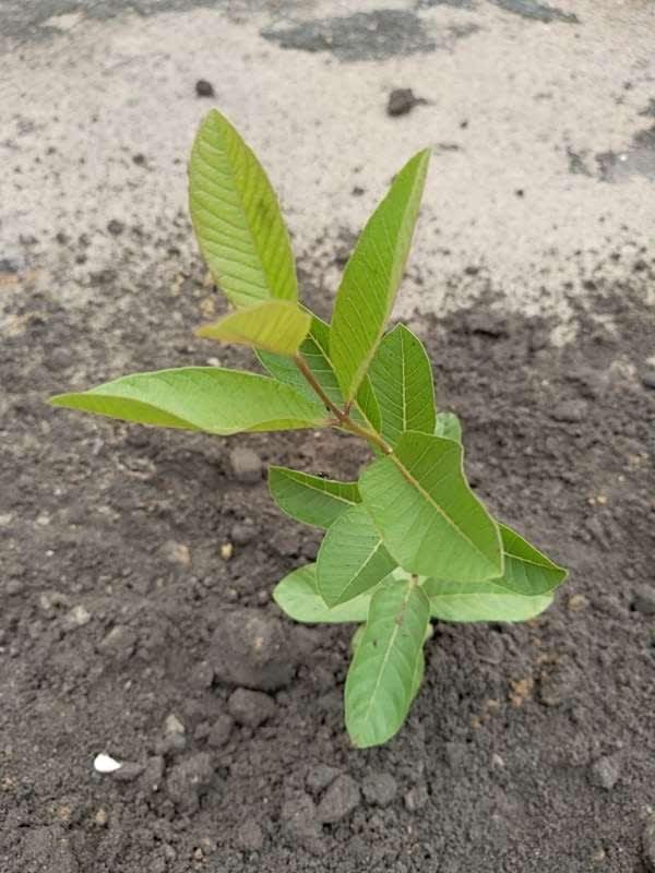 tree image