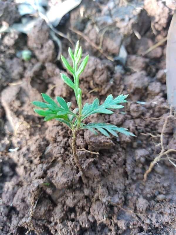 tree image