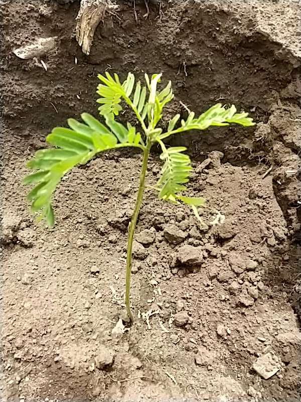tree image