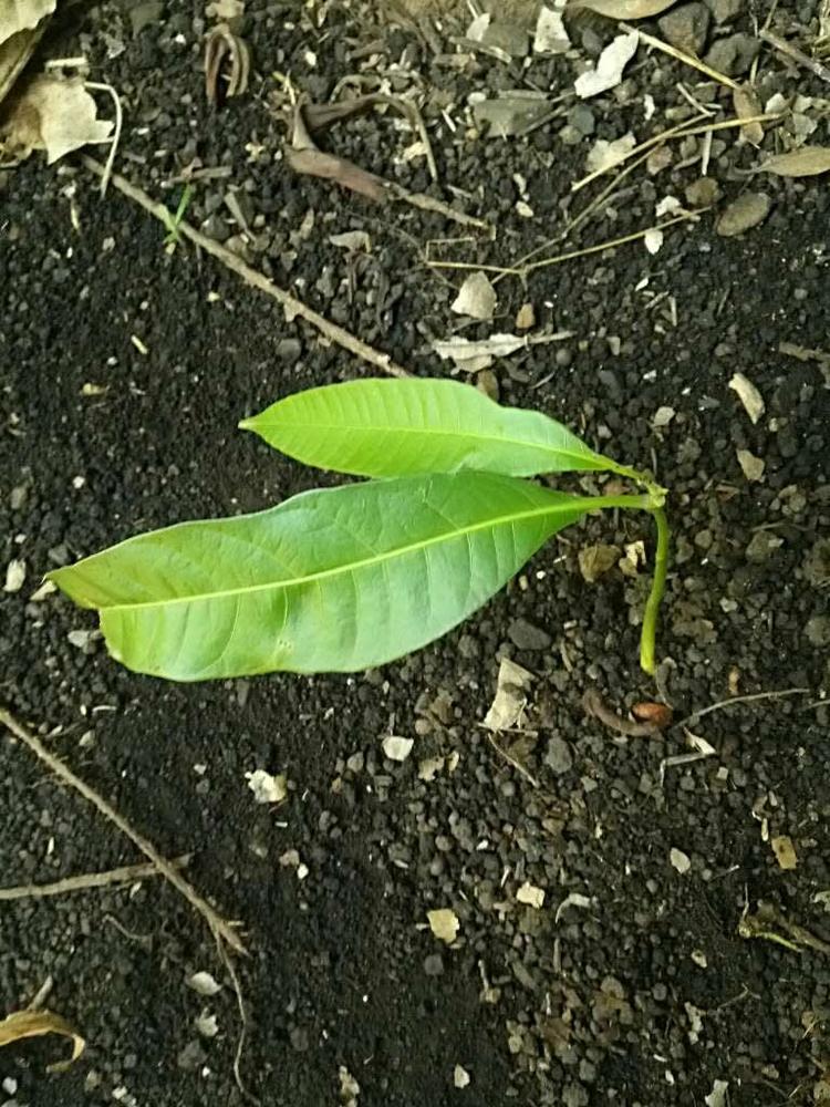 tree image