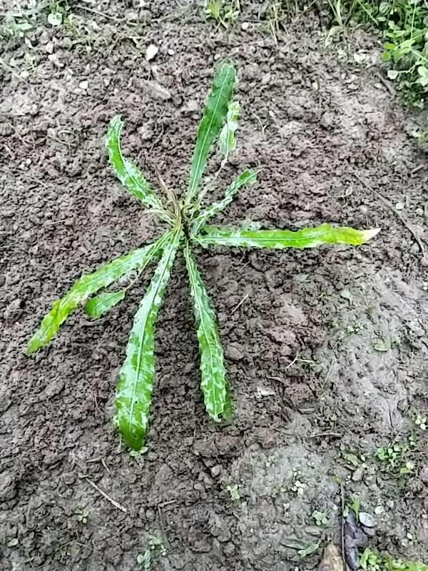 tree image