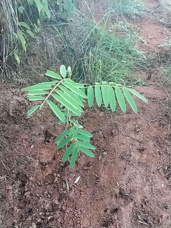 tree image
