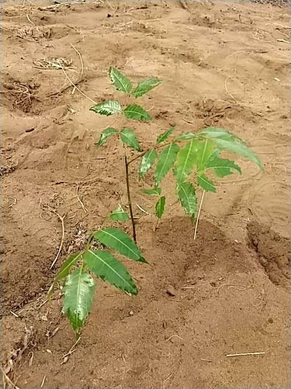 tree image