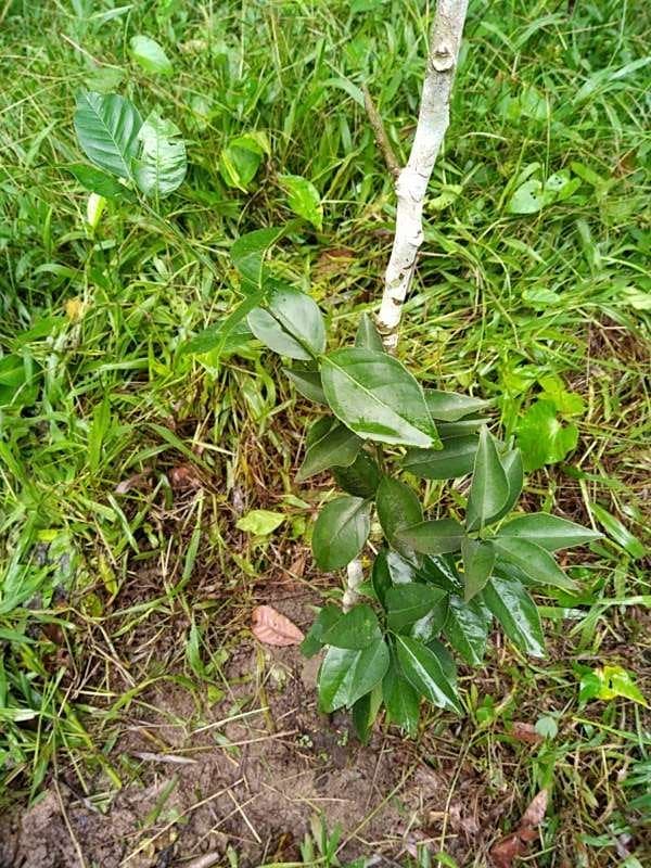 tree image