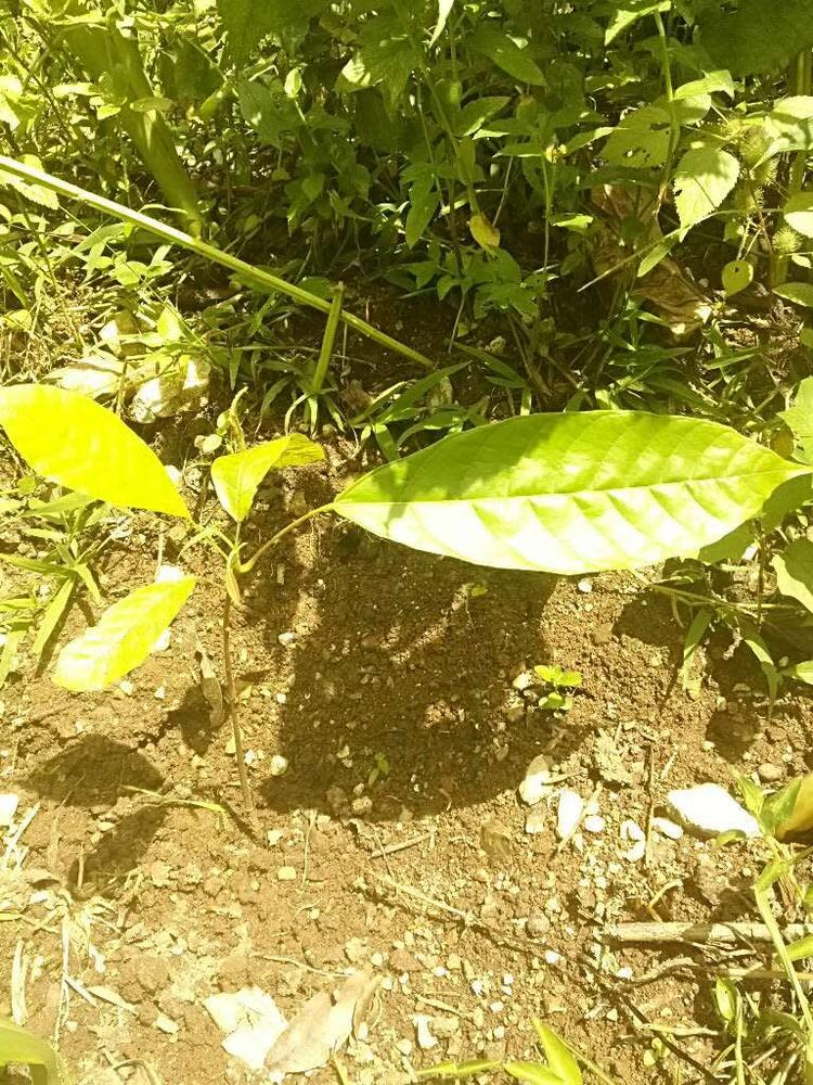 tree image