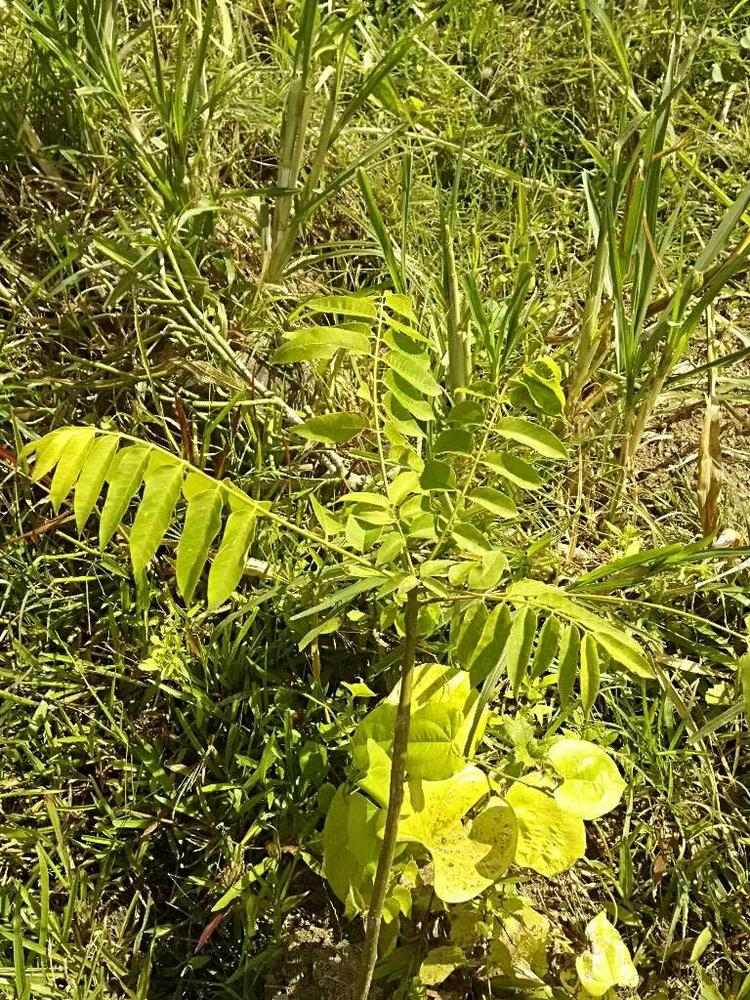 tree image