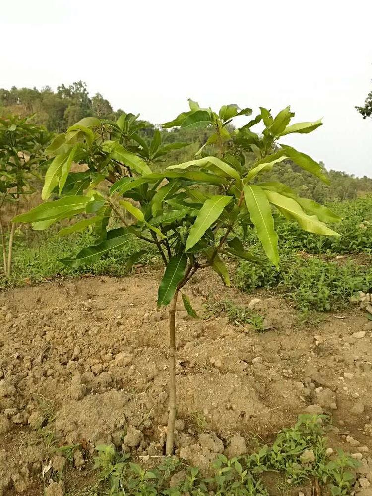 tree image