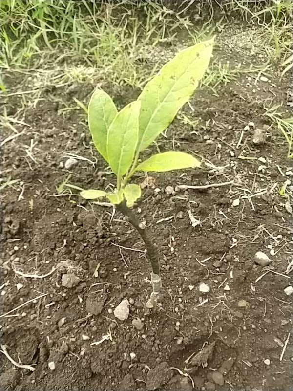 tree image