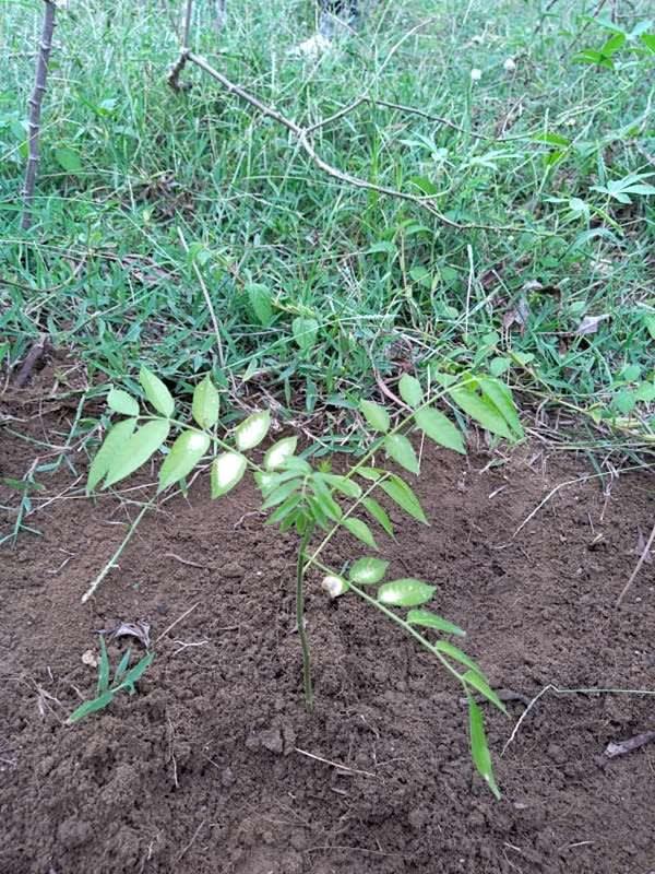 tree image