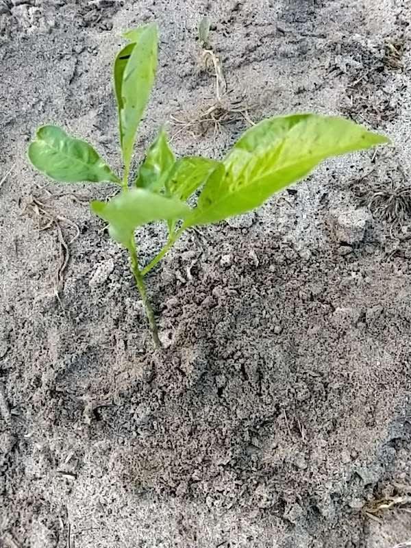 tree image