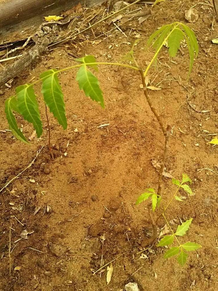 tree image