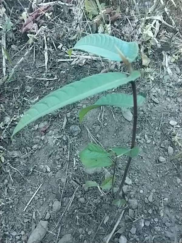 tree image