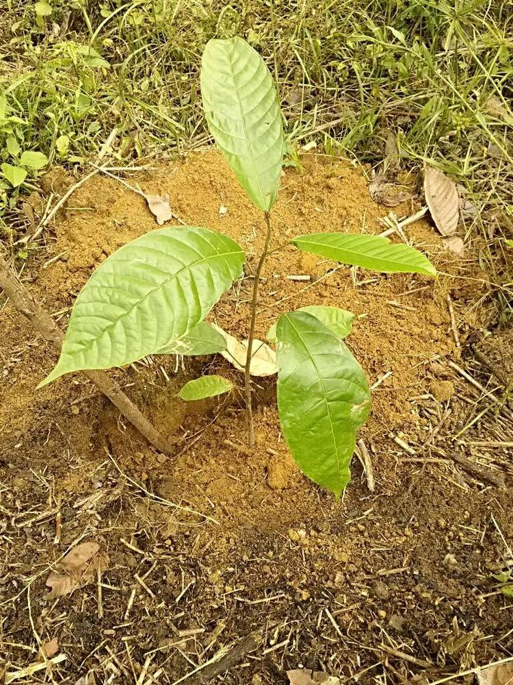 tree image