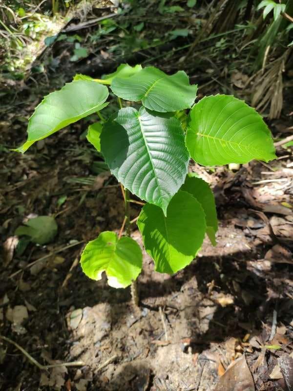 tree image